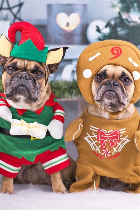 Christmas Dog Costume Inspiration | Christmas dog costume, Christmas dog outfits, Christmas dog