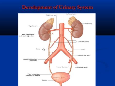 Development Of Urogenital System Ppt