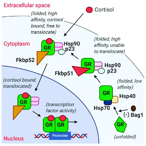 Simplified Diagram Of The Glucocorticoid Receptor GR Stress