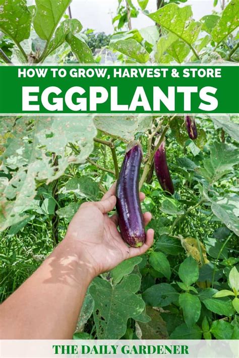 How To Grow Harvest And Store Eggplants