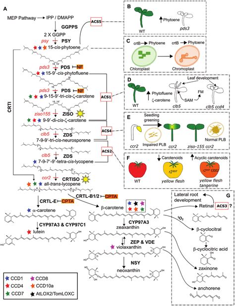 Carotenoid Biosynthetic Pathway And Derived Signals A The Structures