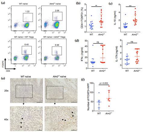 Ijms Free Full Text Absent In Melanoma Aim Regulates The