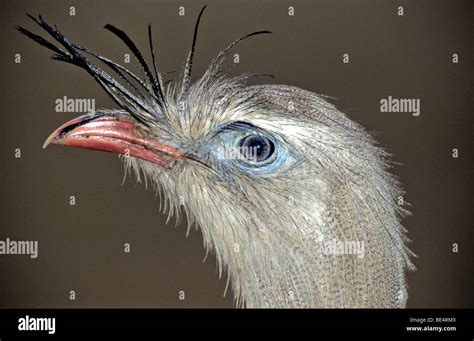 Red Legged Seriema Cariama Cristata Stock Photo Alamy