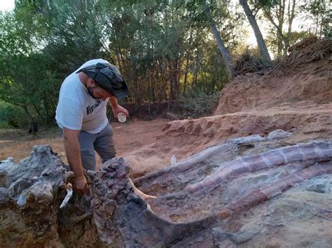 Remains Of Large Dinosaur Skeleton Unearthed In Portugal Inquirer News