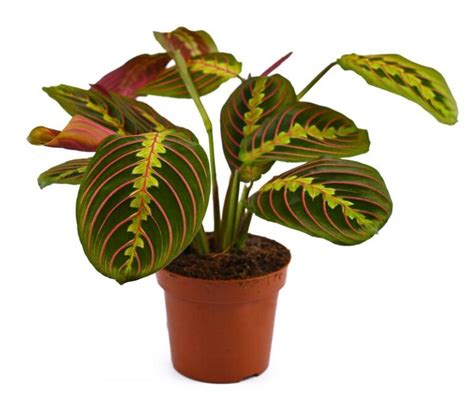 Prayer Plant Propagation - Teak And Terracotta