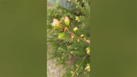 Ель #природа #елка #почки - YouTube