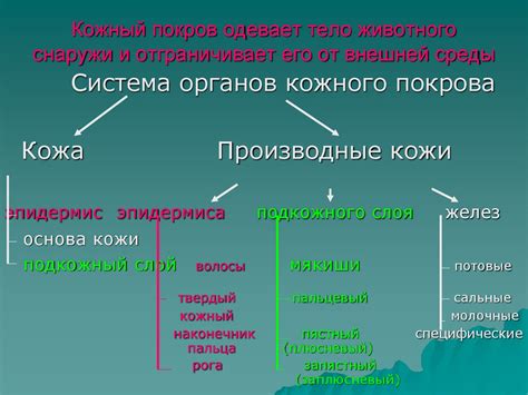 Кожный покров. Лекция 4 - презентация онлайн