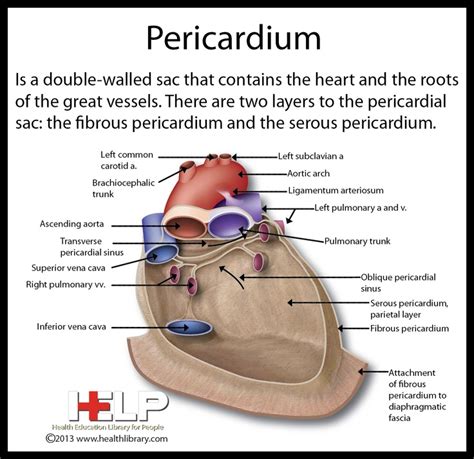 Pericardium | Nursing notes, Medical, Nurse