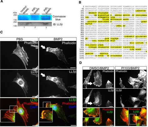 The Pip3 Binding Protein Ll5β Localises To Bmp2 Induced Cortical