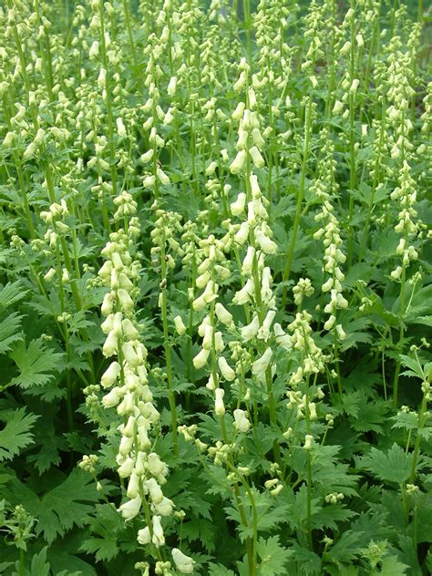 Aconitum | Aconitum 'Ivorine' - The Beth Chatto Gardens
