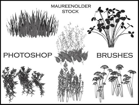 STOCK PHOTOSHOP BRUSHES plants by MaureenOlder on DeviantArt