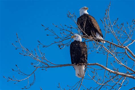 Biblical Meaning Of Eagle In Dreams Christian Faith Guide