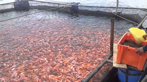 Cultivo Intensivo De Tilapia Roja En Jaula Flotante YouTube