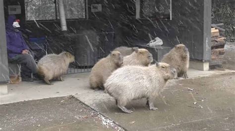 Do Capybaras Hibernate In The Winter Capybara Tips