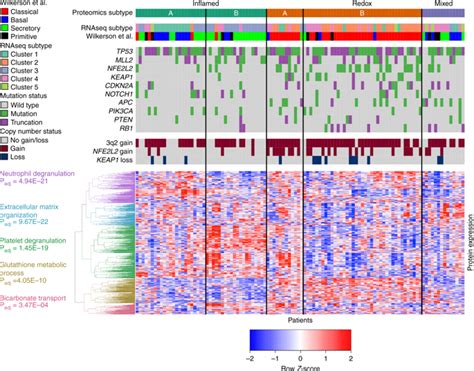 Proteogenomic Landscape Of Squamous Cell Lung Cancernature