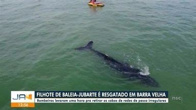 Jornal do Almoço Joinville Filhote de baleia jubarte é resgatado em