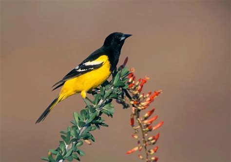 19 Intriguing Desert Birds You Need to Know - Wildlife Explained