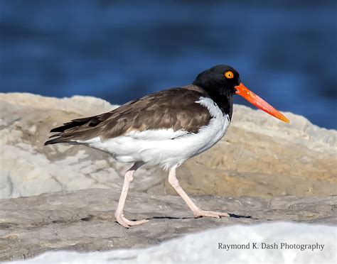 American Oyster Catcher 4 Barnegat Lighthouse Raymond Dash Flickr