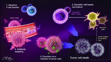 Commonly Employed Immunotherapeutic Strategies Enhance Antitumor