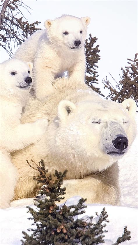 Polar Bear Family Wallpapers - Wallpaper Cave