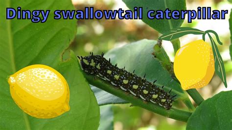 Dingy Swallowtail Caterpillars In The Lemon Tree Youtube