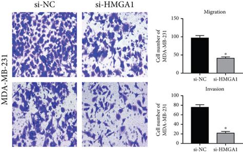 Knockdown Of Hmga1 Inhibited The Proliferation Apoptosis Migration