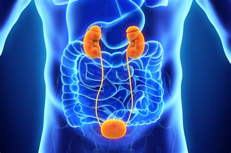 Features Of Urinary Obstruction Following Kidney Transplantation