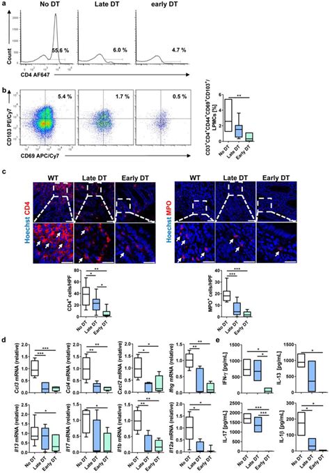 Depletion Of TRM Cells Via DT A B Flow Cytometry Of CD4 T Cell A