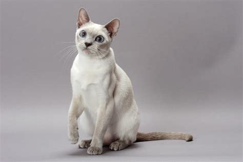 White Tonkinese Kittens