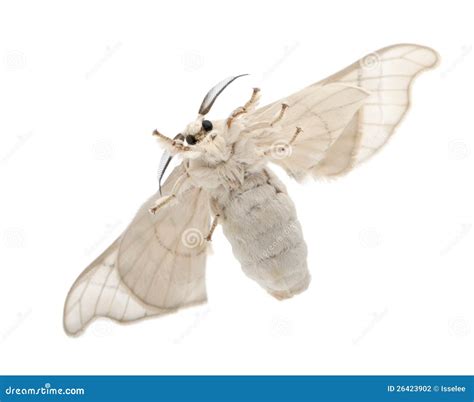 Silkmoth, Bombyx Mori. Life Cycle Stock Photography | CartoonDealer.com ...