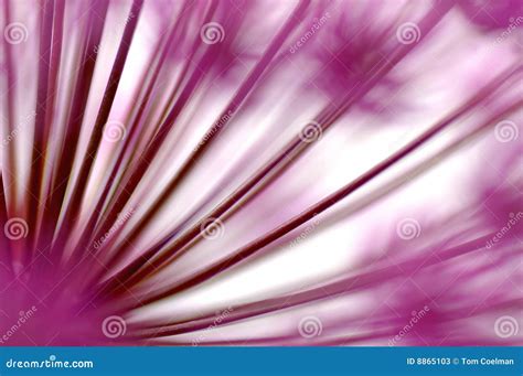Allium Stock Image Image Of Plant Allium Food Border 8865103