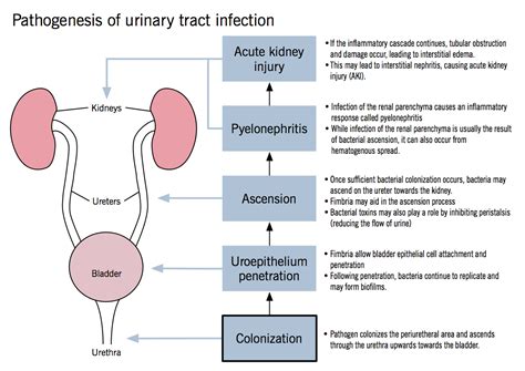 Urinary Tract Infection Uti Mcmaster Pathophysiology Review