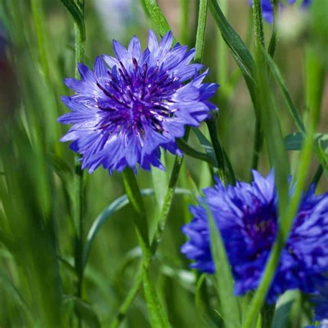 Cornflower Blue Seeds, Centaurea Cyanus, Blue Diadem Seeds