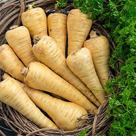 Rutabaga Turnips And Parsnips Overlooked And Undervalued Vegetables