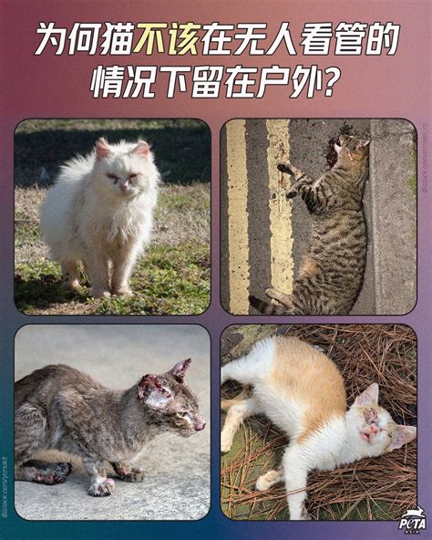 PETA亚洲善待动物组织 on Twitter 留在户外的猫咪很容易生病饥饿脱水被车撞到或被动物和人袭击 如果你必须要携带猫咪