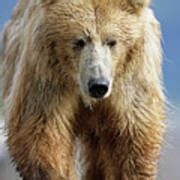 brown bear photograph  manuel prestiscience photo library fine art