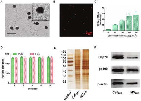 Preparation And Characterization Of Tumor Cell Derived Mvs A Tem