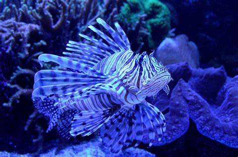 Lionfish 4k Ultra Hd Wallpaper Background Image 4928x3264 Id