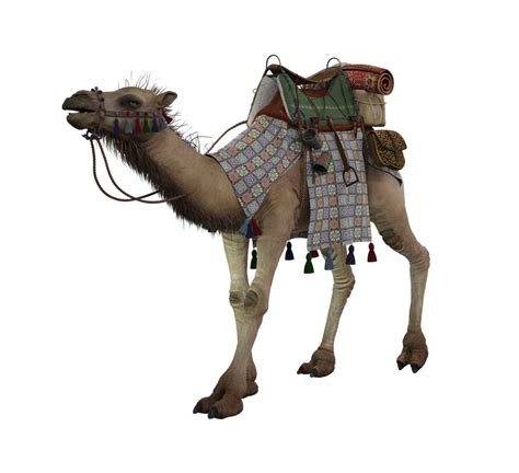 camel   direwrath  deviantart