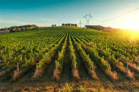 Cosecha en verde Las claves detrás de la última reforma vitivinícola