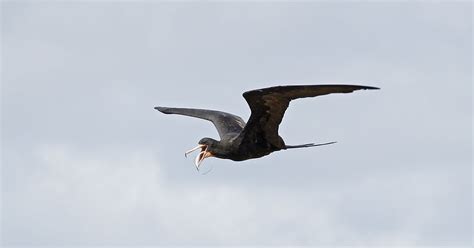 Mis Fotos De Aves Fregata Magnificens Ave Fragata Magnificent Frigatebird