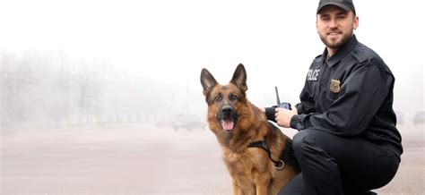 How to Train my German Shepherd like a Police Dog - Petzooie