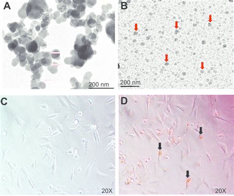 Transmission Electron Micrographs Of Naked Ionps A And Ionps Arrows