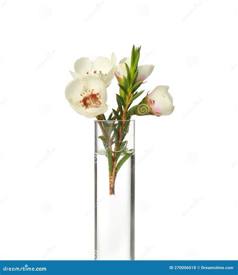 Chamelaucium Flowers In Test Tube On White Background Stock Photo