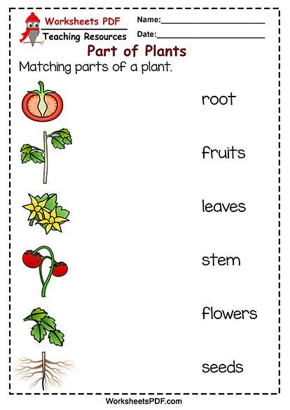 Matching Parts Of A Plant Worksheets Pdf