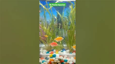 Planted Aquarium Youtube