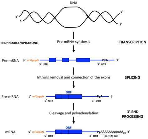 Pre MRNA Maturation