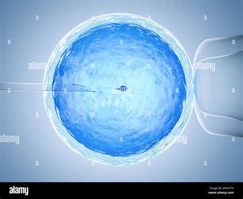 D Rendering Ovum Con Aguja Para Inseminaci N Artificial O Fecundaci N