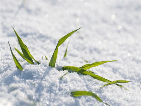 Come Proteggere Le Piante Dal Freddo Giardinaggio Roma