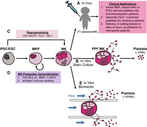 Megakaryocyte Maturation